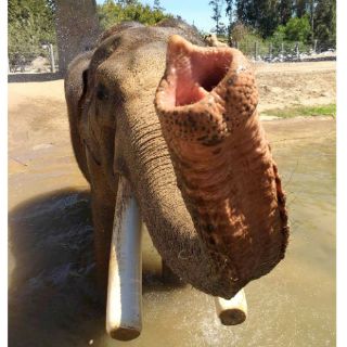 Sacrifican a elefante de 50 años en Zoológico de San Diego