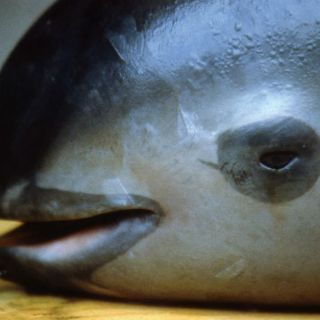 Quedan sólo 60 ejemplares de vaquita marina, señala Semarnat