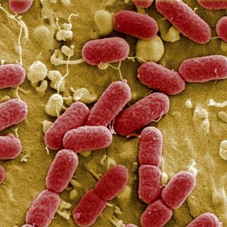 Mayoría de mexicanos padece Helicobacter Pylori