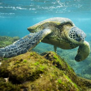 Obama crea la mayor zona marina protegida en el mundo