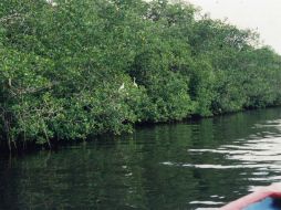 Entre las plantas estudiadas en el laboratorio están las llamadas comúnmente jutuki, mangle rojo (foto), tatachinole y estafiate. EL INFORMADOR / ARCHIVO