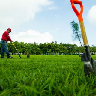 Ayuntamiento y universidad plantan 400 árboles