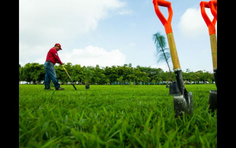Los voluntarios trabajaron cuatro domingos. EL INFORMADOR / ARCHIVO