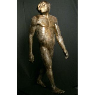 Lucy, el fósil más famoso, murió tras caerse de un árbol