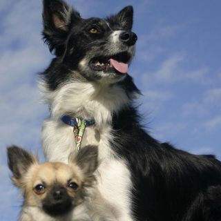 Los perros distinguen las palabras y la entonación de las personas