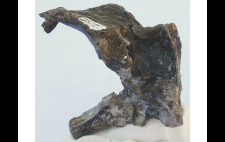 Los  fósiles craneanos revela información sobre la evolución del cerebro y la adaptación al vuelo en este grupo de reptiles voladores. EFE / ESPECIAL