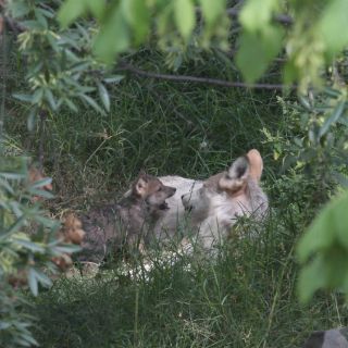 Muro fronterizo afectaría la vida silvestre