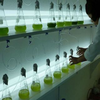 Investigadores de Yucatán aportan a megaproyecto para biocombustibles