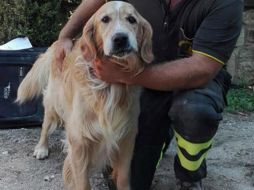 'Romeo' lucía desconcertado al principio, pero pronto sacudió la cola y olfateó el entorno. AP / A. Di meo