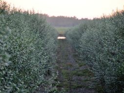 Se busca definir el tipo de alimentación, actividad física, vida social, y filosofía que están en la base de esta longevidad, explican. AP / ARCHIVO