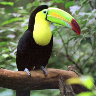 Decomisan aves exóticas a balneario en Estado de México