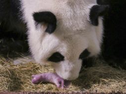Lun Lun, de 19 años, tuvo a los mellizos este sábado por la mañana. EFE / Zoo Atlanta