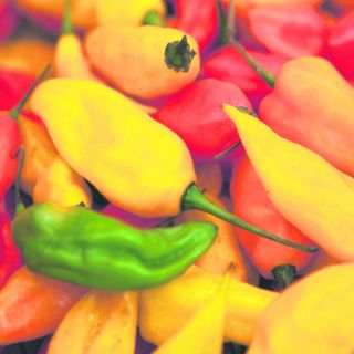 México y Perú unen sabores