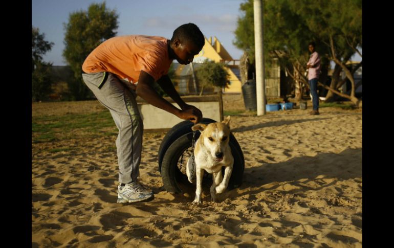 Los perros vagabundos dan miedo en Gaza, y hay gente que dispara a los que se acercan a los niños o a los huertos. AFP / M. Abed