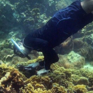 Biólogo venezolano descubre una nueva especie marina