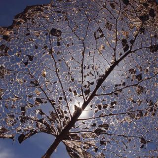 Tapatío gana en Premio Internacional de Fotografía Científica