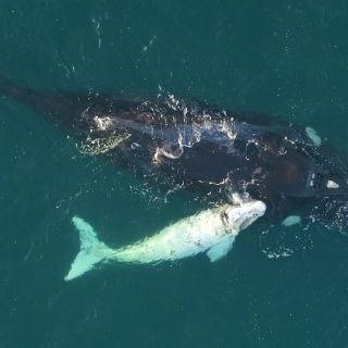 Raro ballenato es filmado por un dron en Australia