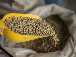 Es una planta que se ha cultivado desde hace siete mil años y los aztecas lo pedían como tributo a otros pueblos. EL INFORMADOR / ARCHIVO