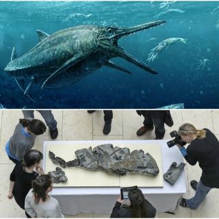 Restos de monstruo marino salen a la luz