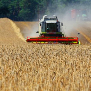 Aumentan precios mundiales de alimentos básicos en agosto