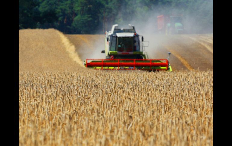 Según el organismo de la ONU, la producción mundial de cereales secundarios para 2016 será de unos mil 329 millones de toneladas. AFP / ARCHIVO