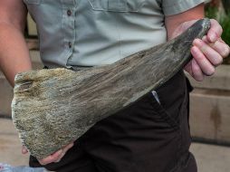 El zoológico de San Diego señala que si sigue el mismo ritmo de caza furtiva, los rinocerontes podrían extinguirse en 15 años. FACEBOOK / San Diego Zoo