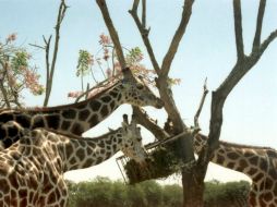 Los investigadores sugieren el reconocimiento de jirafa del sur,  jirafa del Masai; jirafa reticulada  y jirafa del norte. NTX / ARCHIVO