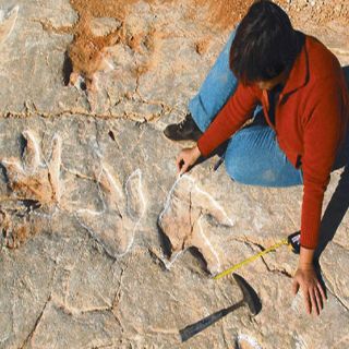 Hallan 700 huellas de dinosaurios que comían peces