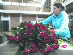 Norma coloca cuidadosamente las mejores flores que serán enviadas hacia Estados Unidos o Canadá. EL INFORMADOR / R. Tamayo