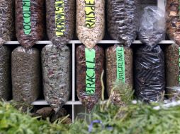 Las plantas catalogadas como curativas, para atender problemas de salud en menores de edad pueden causar severos daños al paciente. EL INFORMADOR / ARCHIVO