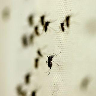 Bajan casos de dengue en Jalisco