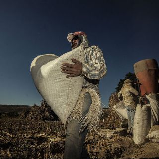 Jalisco avanza en la creación del primer padrón de jornaleros