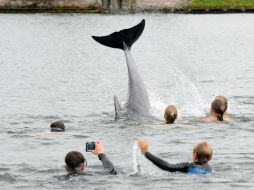 Varios bañistas se han lanzado al agua para tocar al mamífero. AP / T. Eisenkratzer