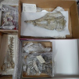 Científicos estudian fósil de un delfín de hace 25 millones de años