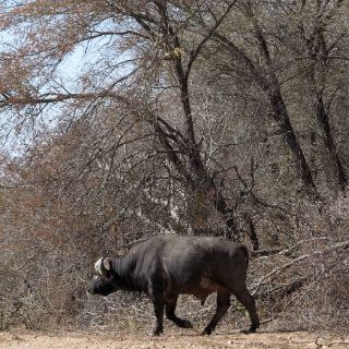 Parque sudafricano sacrifica 350 animales por grave sequía