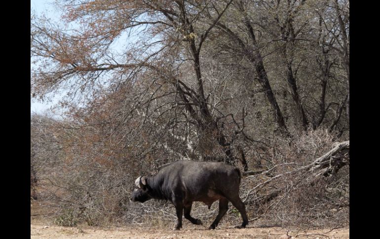 La sequía que afecta al sur de África es descrita como la peor en 35 años. AP / D. Van