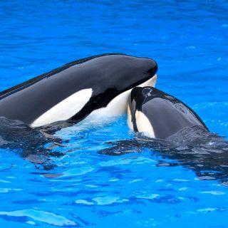 California prohíbe la cría y espectáculos de orcas en cautiverio