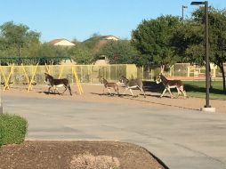 Los empleados de la escuela vieron a los burros ingresar al terreno desde el estacionamiento. TWITTER / @PeoriaUnified11