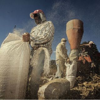 Con padrón formalizarán hasta 250 mil jornaleros