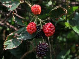 Contienen flavonoides y antocianos, que funcionan para evitar el envejecimiento, entre otros beneficios. NTX / ARCHIVO