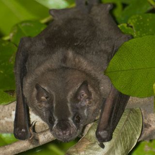 Encuentran nuevo murciélago en jardín botánico de Bogotá