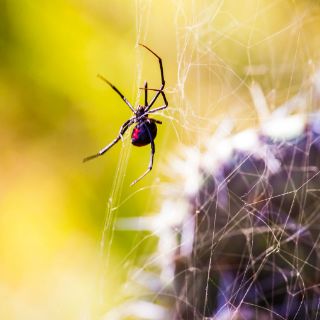 El macho de la viuda negra opta por arañas más jóvenes: estudio