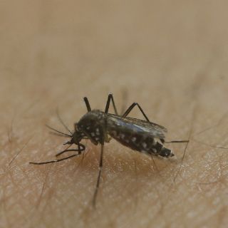 Experto prevé aumento de casos de zika en México