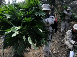 La PGR destruyó las plantas en San Mateo Yucutindoó, Oaxaca. NTX / ARCHIVO