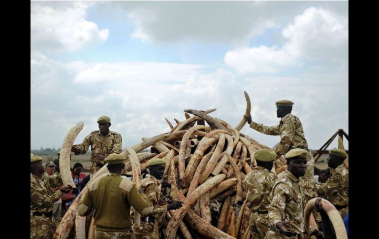 Los grupos delictivos lavan ingresos ilegales a través de mercados legales como la venta de piezas antiguas, afirman conservacionistas. AFP / T. Karumba