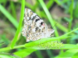 De la especie Vanessa Cardui, cubre la ruta común en muchos pájaros, hasta llegar a la sabana africana y cruzar el Sahara. ESPECIAL /