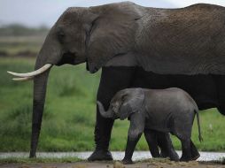 El número total de ejemplares de esta especie en el continente era en 2015 de 415 mil, 111 mil  menos que en 2006. AFP / ARCHIVO
