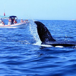 Establecen zonas para observación de ballenas en México