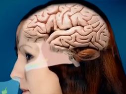 La ameba destruye la masa cerebral, entra por las fosas nasales y luego llega al cerebro. YOUTUBE / INS PERÚ