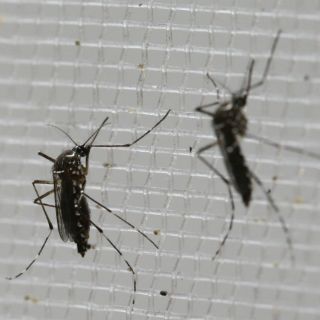 Florida teme duro golpe al turismo por el zika